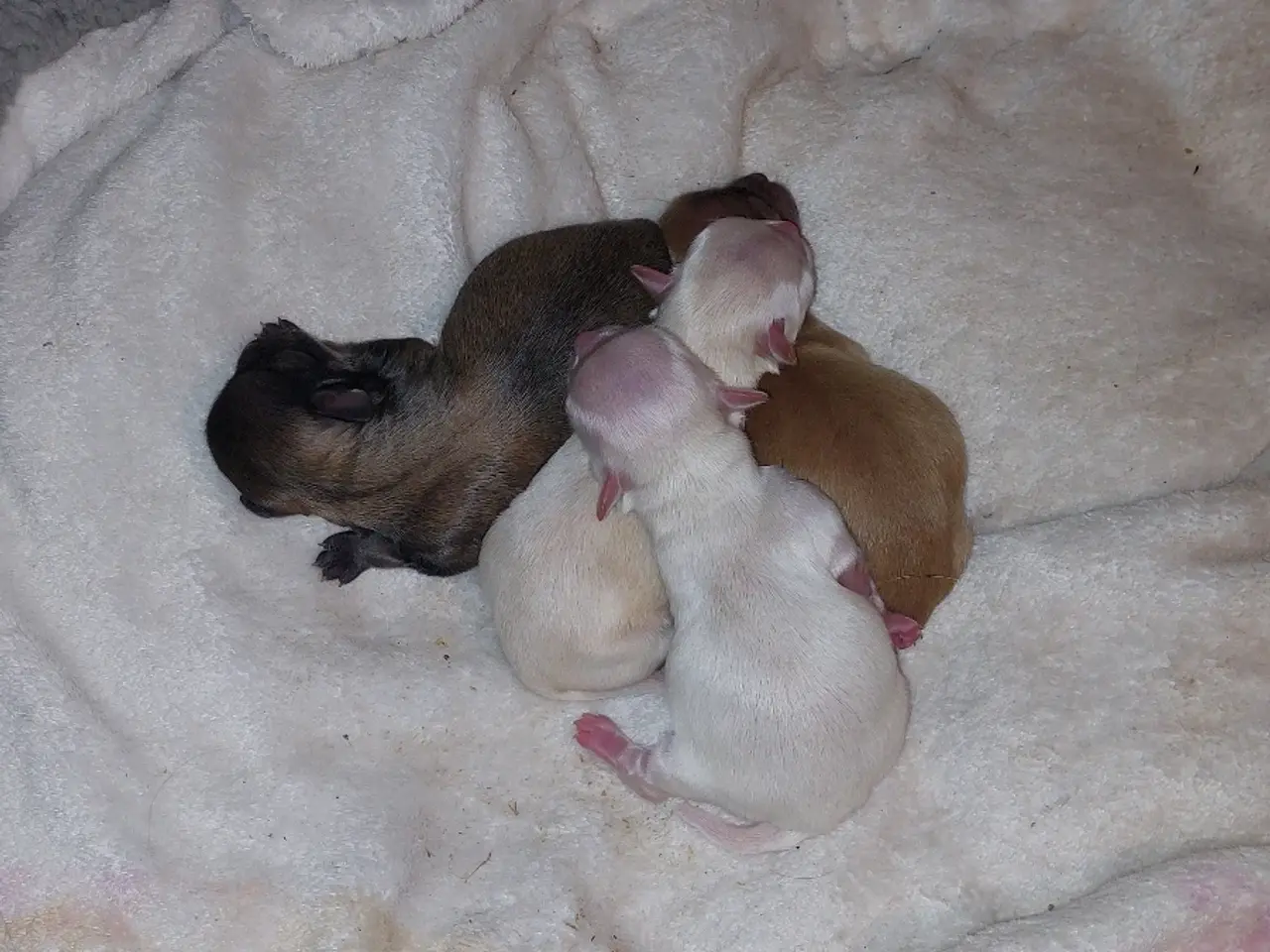 Billede 2 - Pomchi hvalpe