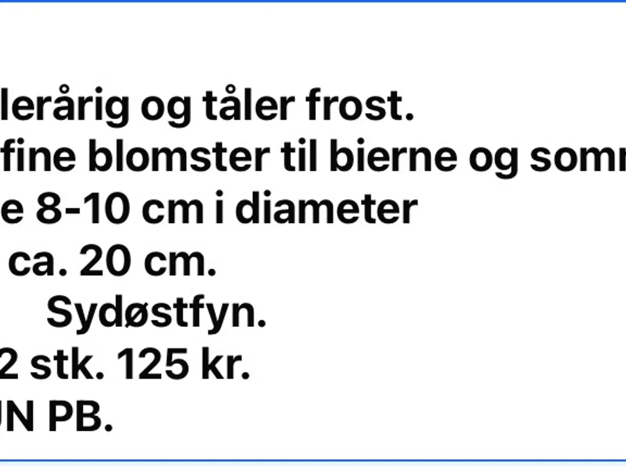 Billede 3 - Lavendler