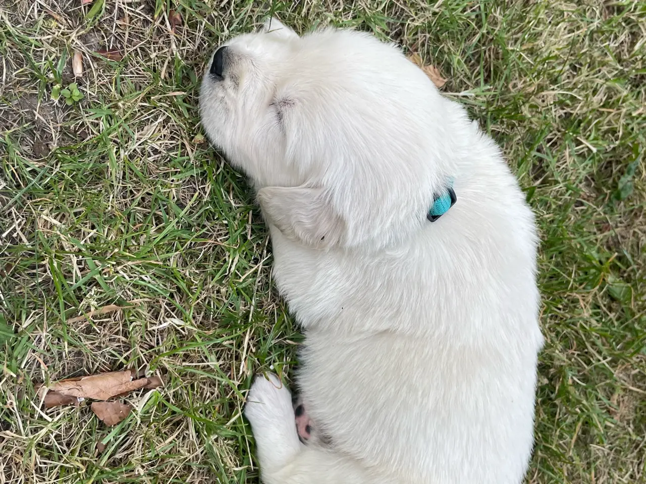 Billede 5 - Golden Retreiver hvalpe