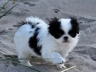 Hvalpe japanese Chin 