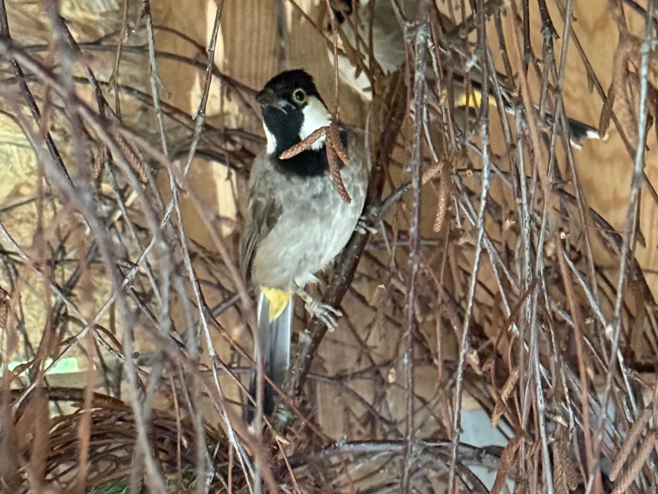 Billede 5 - Hvidkindet bulbul par 1,1