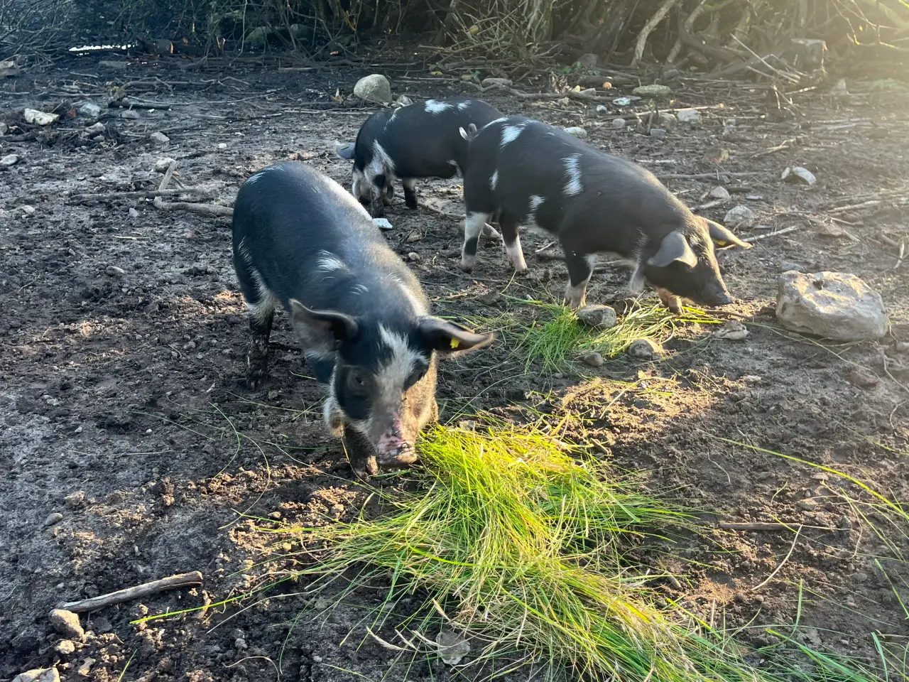 Billede 2 - Gammel dansk landrace grise sælges
