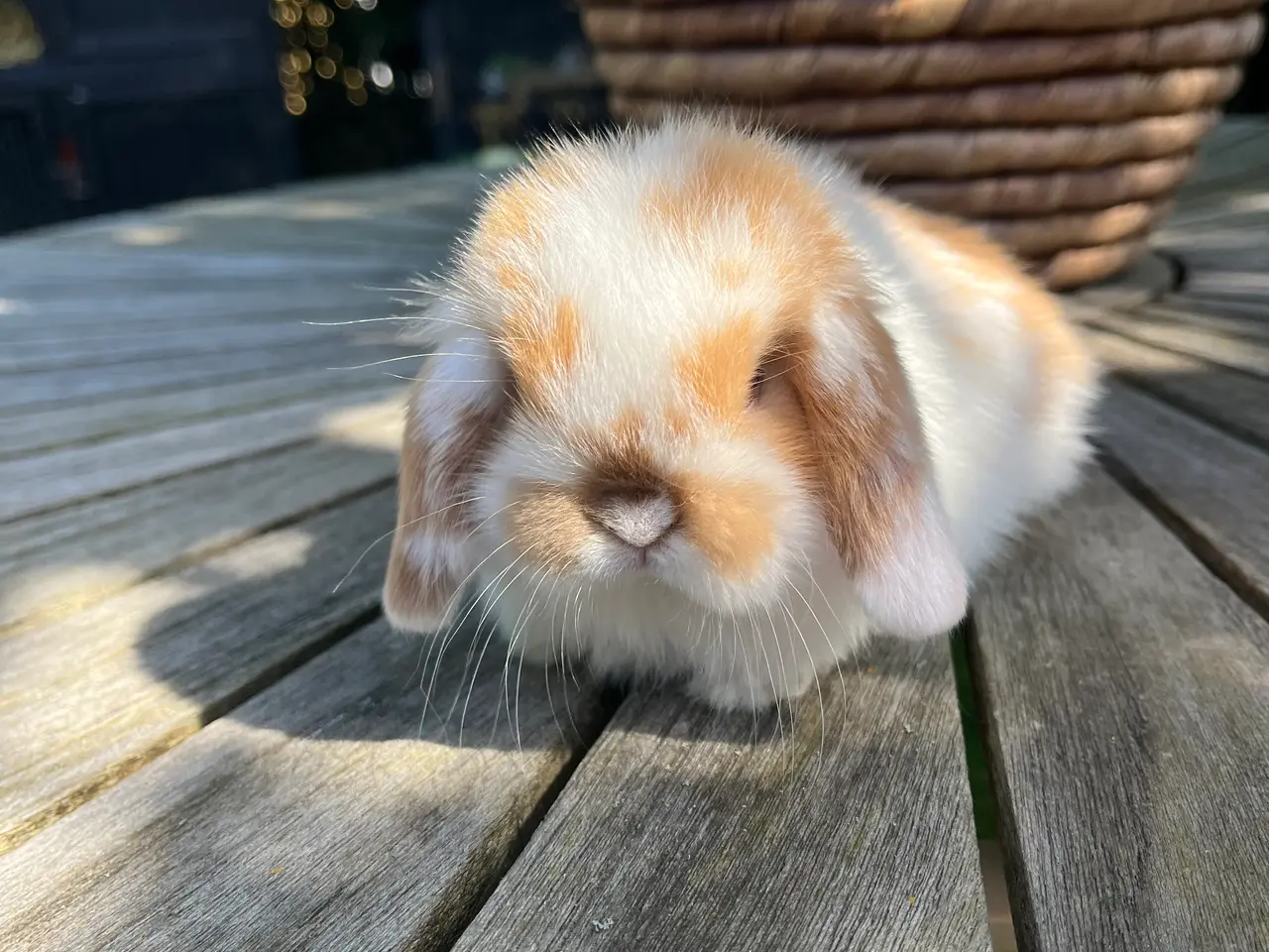 Billede 4 - minilop dreng 