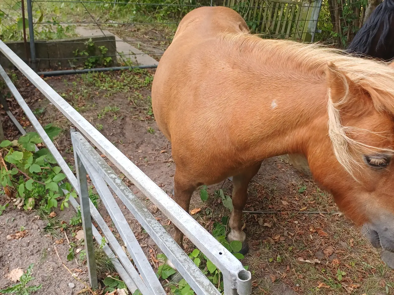 Billede 6 - Pony hoppe evt bytte med atv