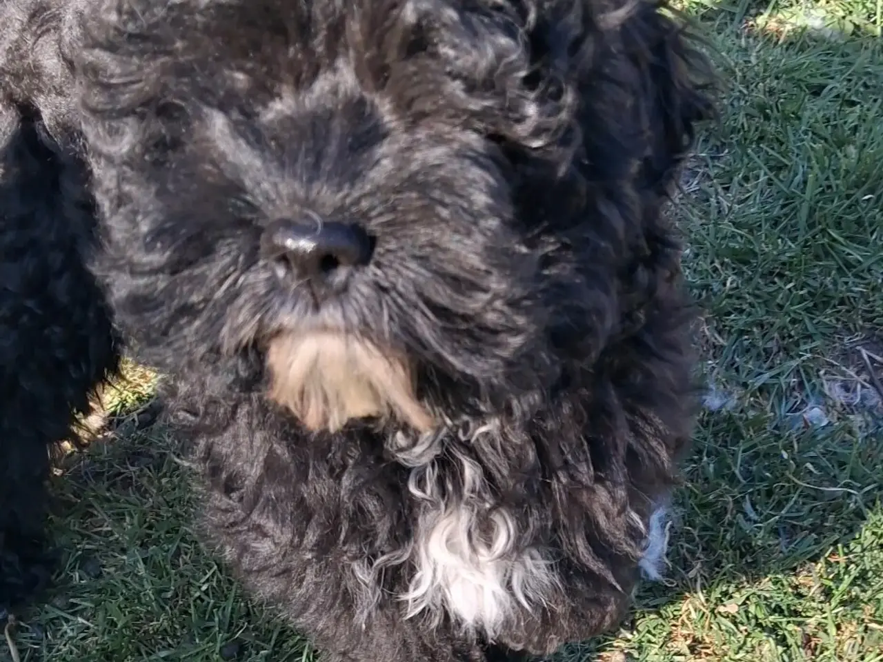 Billede 1 - Sødeste Cockapoo pige