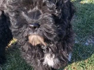 Sødeste Cockapoo pige