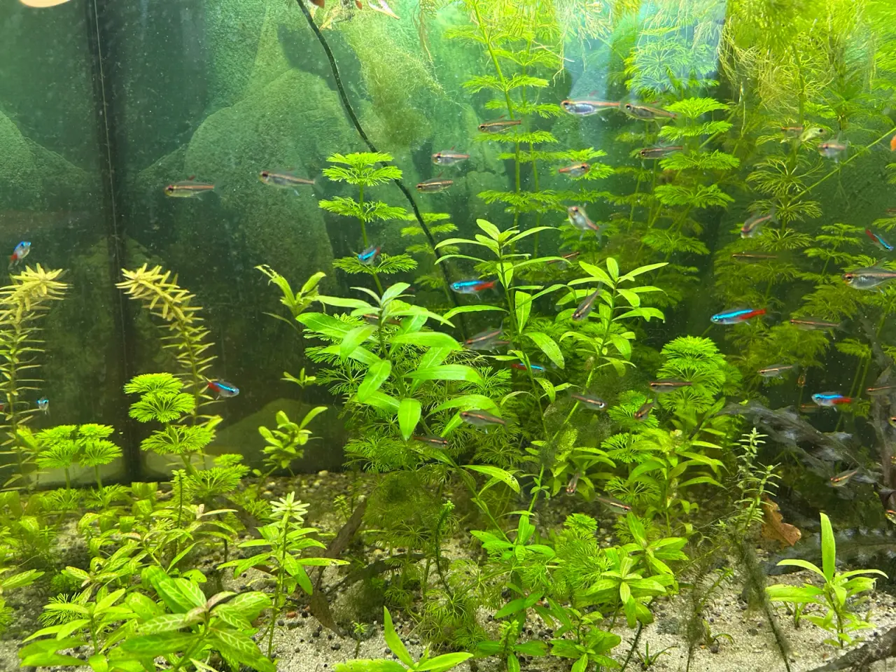 Billede 9 - 🌿 Levende akvarieplanter – 2 stk. GLS
