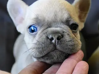 Fransk bulldog hvalp.