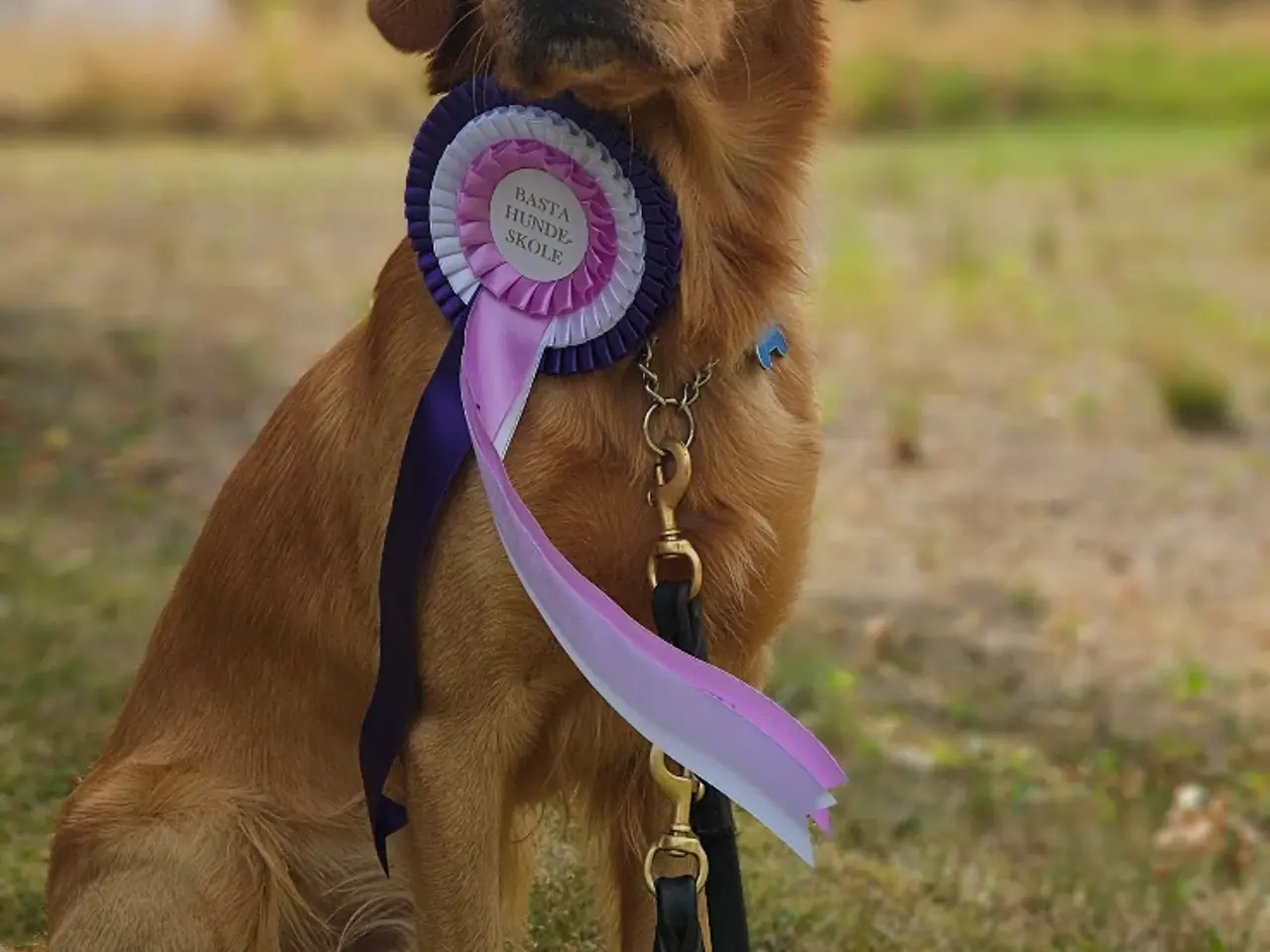 Billede 3 - Golden Retriever Stamtavle tilbydes til avl
