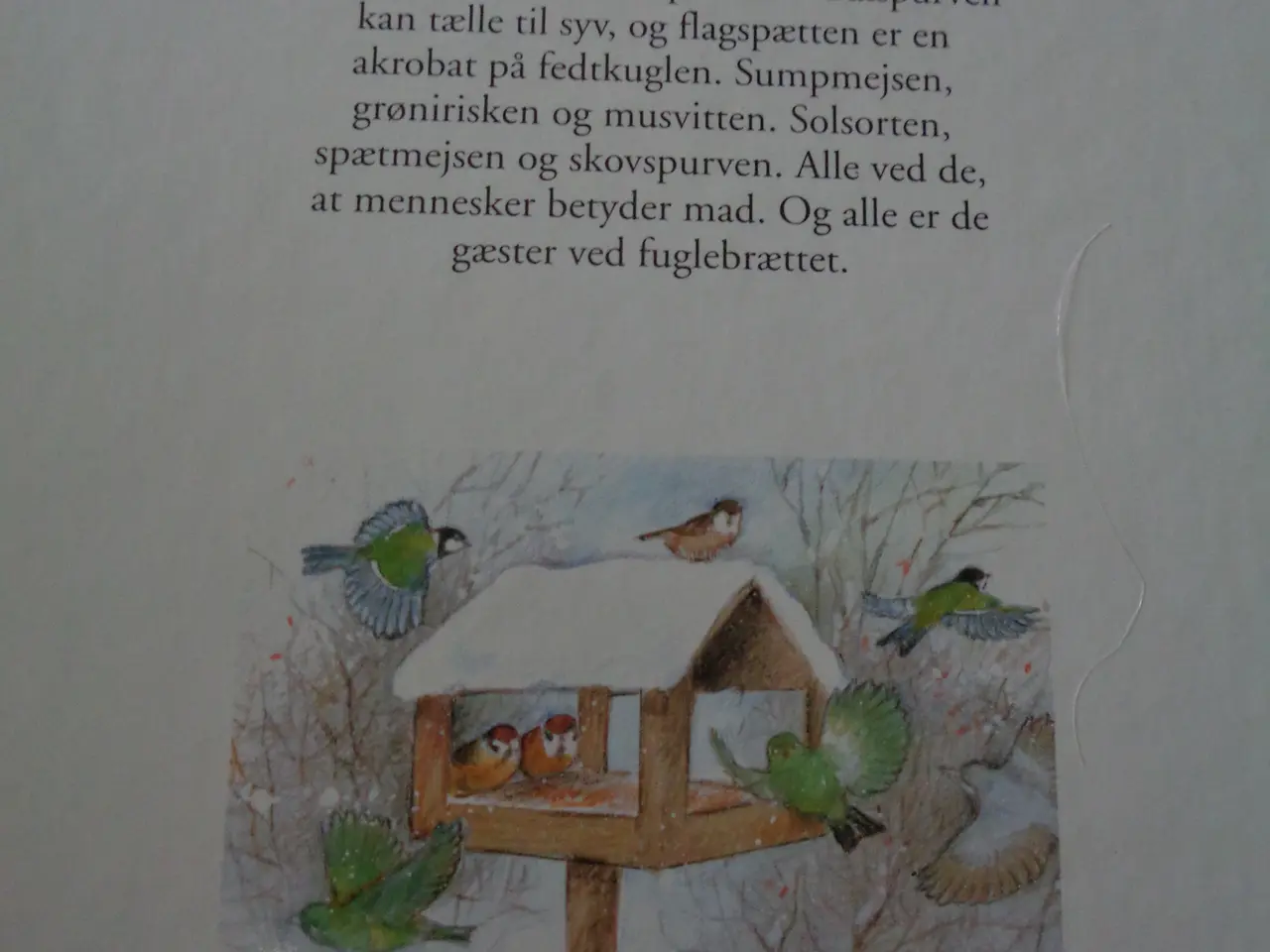 Billede 5 - Vinterfugle omkring huset