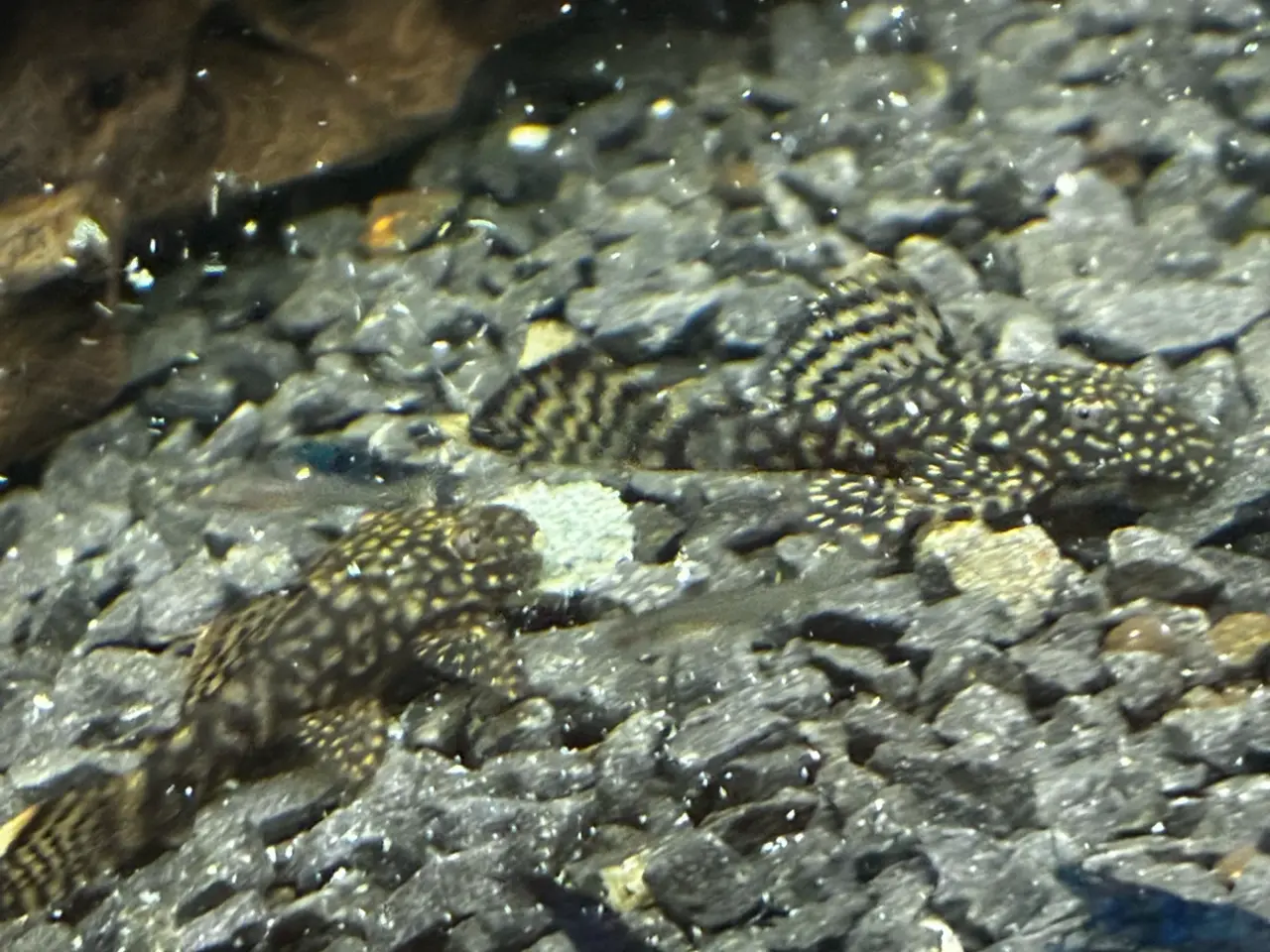 Billede 2 - Pleco ancistrus sugemaller