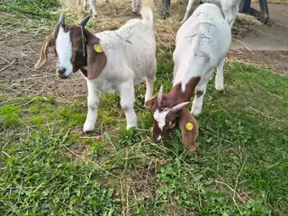 Boer geder 