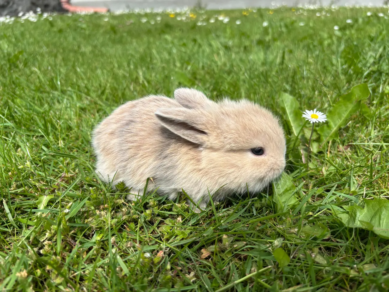 Billede 11 - Små minilop kaninunger🐰🐰