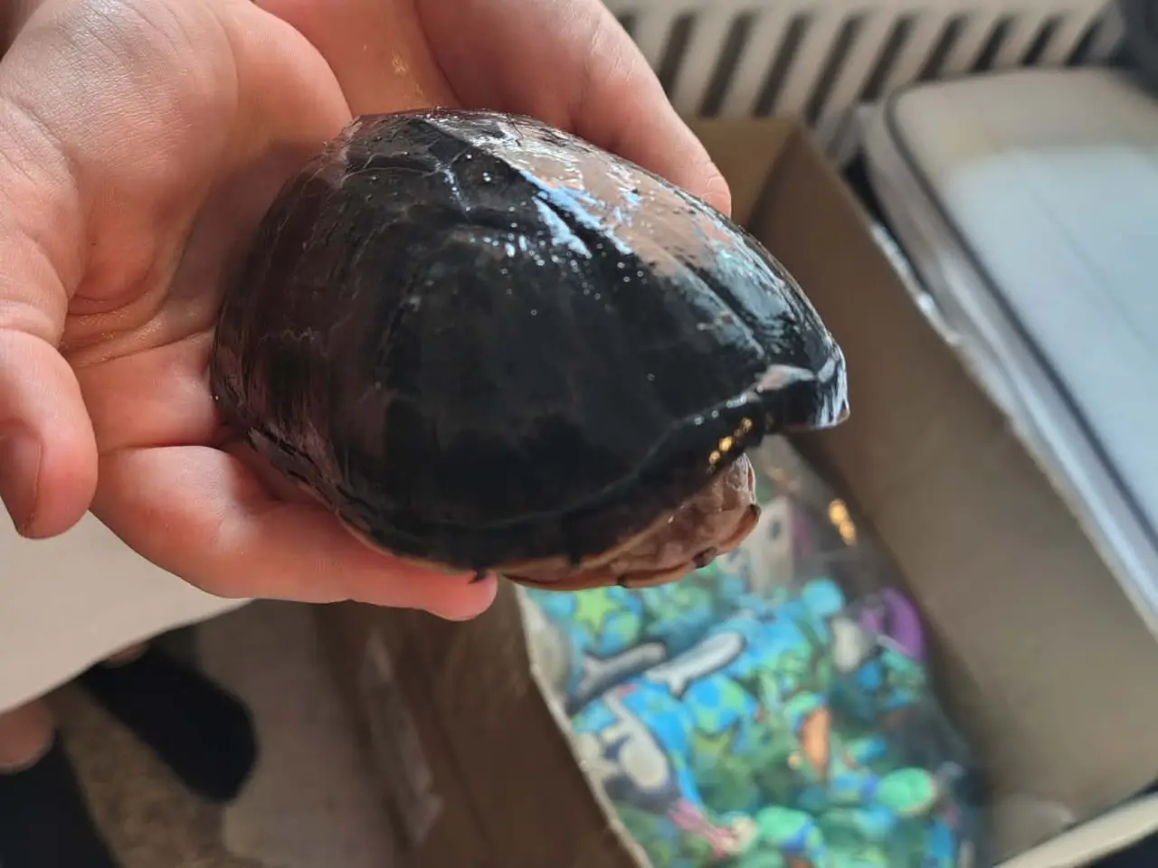 Billede 7 - Sumpskildpadder og 250 l akvarie med alt tilbehør