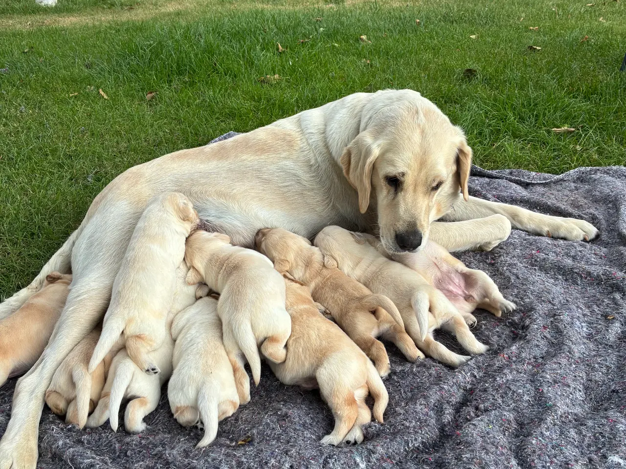 Billede 1 - Labrador hvalpe født 13/7