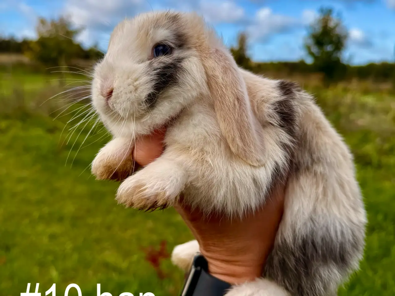 Billede 2 - 6 stk. Mini Lop unger