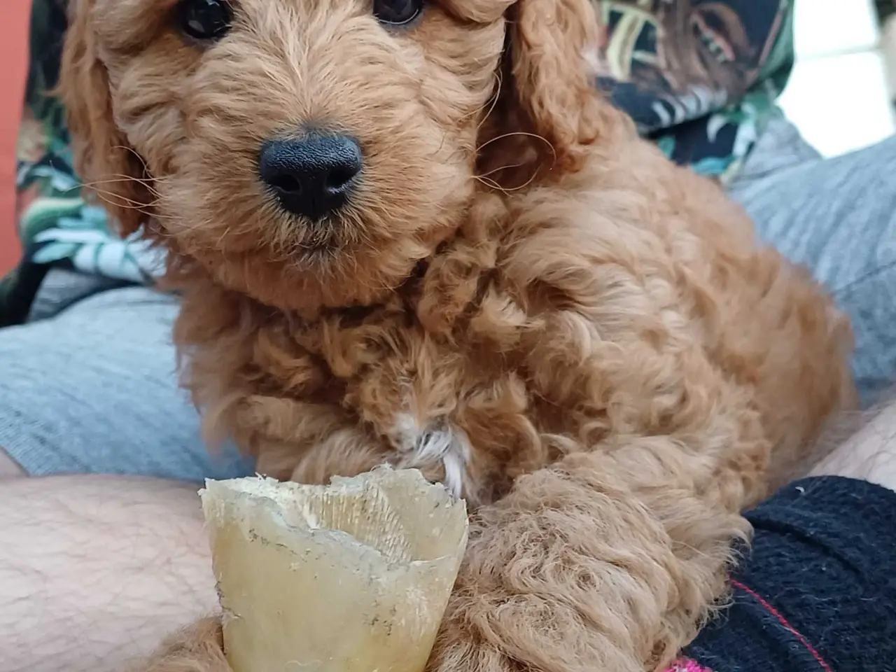 Billede 3 - Doodle / cockapoo hvalpe