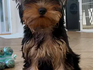 Dejlige Yorkshire Terrier Hvalpe - 3
