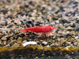 Bloody Mary OE Neocaridina – 10 stk | 200,-