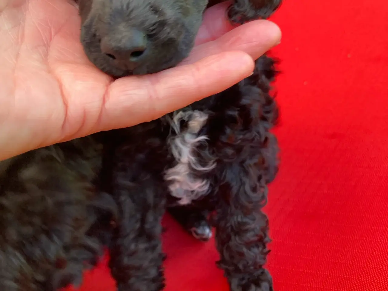Billede 5 - RESERVERET til 6/7 Dværg puddel 💝