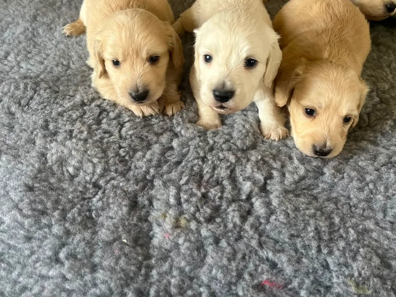 Billede 8 - Blonde langhåret gravhunde