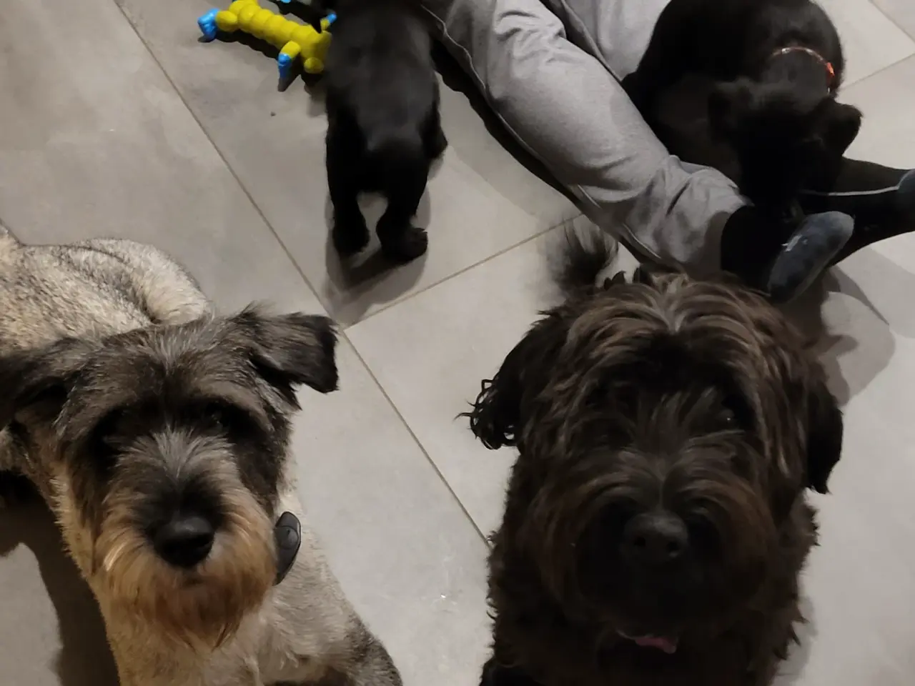 Billede 2 - 2 tillidsfulde Schnauzer mellem - hvalpe sort