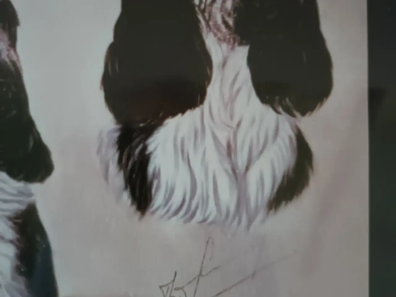 Billede 2 - Billede af Cocker spaniels.