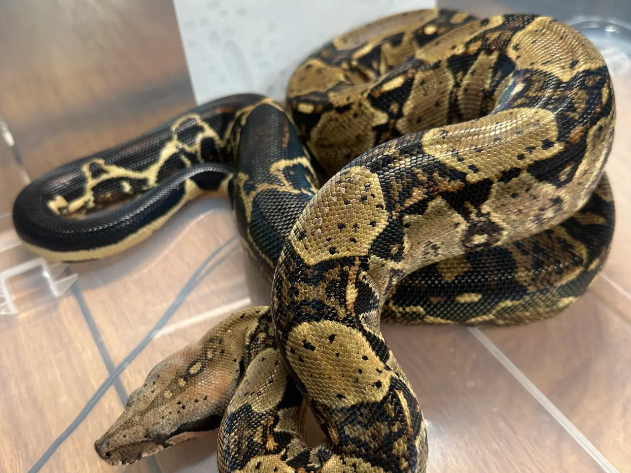 Billede 5 - Boa1.0wildtype100%het leopard100%het Albino kahl