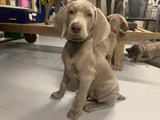 Weimaraner hvalpe søger nyt hjem. - 3