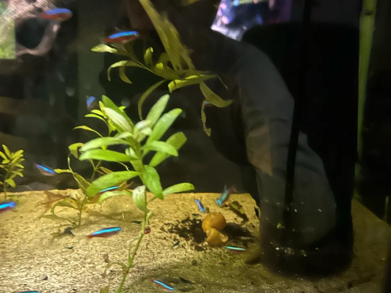 Billede 8 - 🐟🔥 Rød Neon – farverige stimefisk | Afhentning V