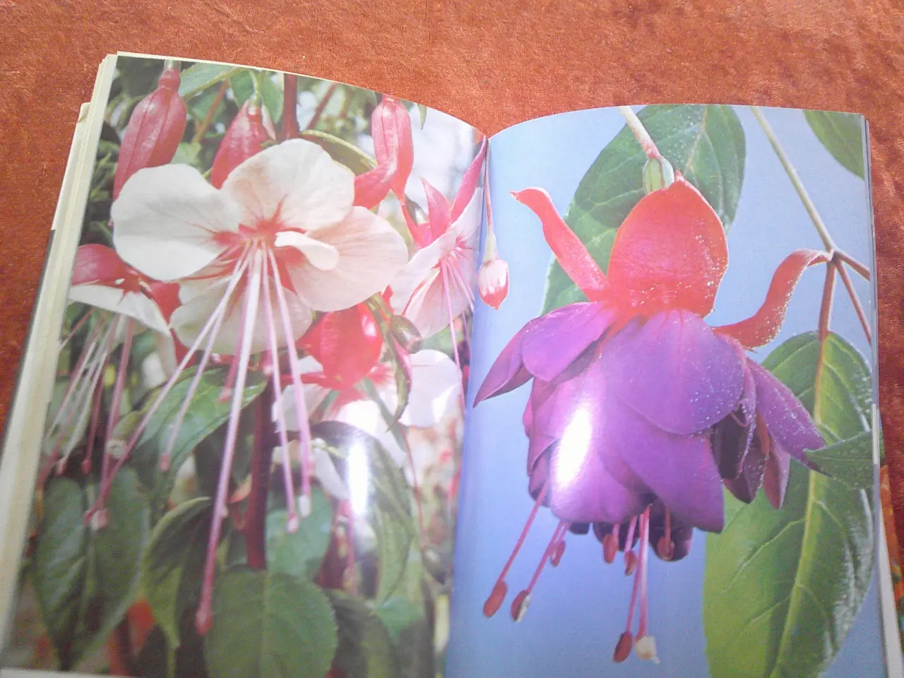 Billede 4 - Fuchsias in Color, Brian Proudley, 