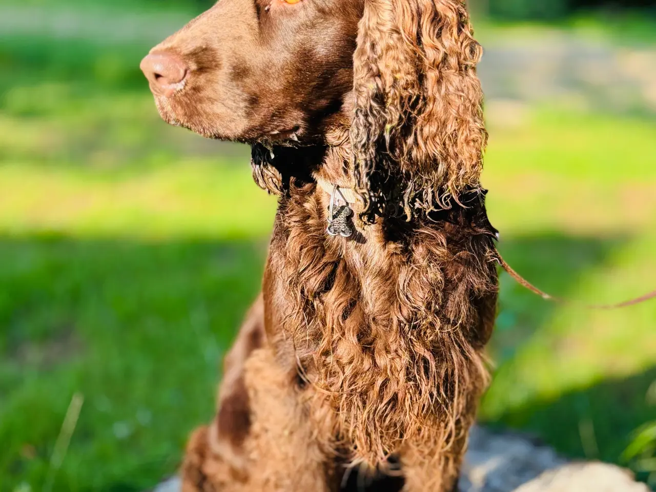 Billede 2 - 2 Avlshanner Ikke til salg Engelsk Cocker spaniel