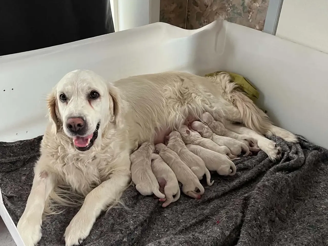 Billede 1 - De smukkeste små golden retriver
