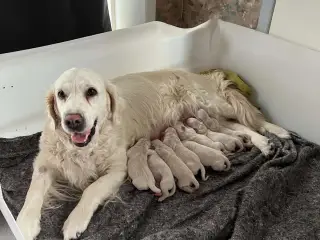 De smukkeste små golden retriver