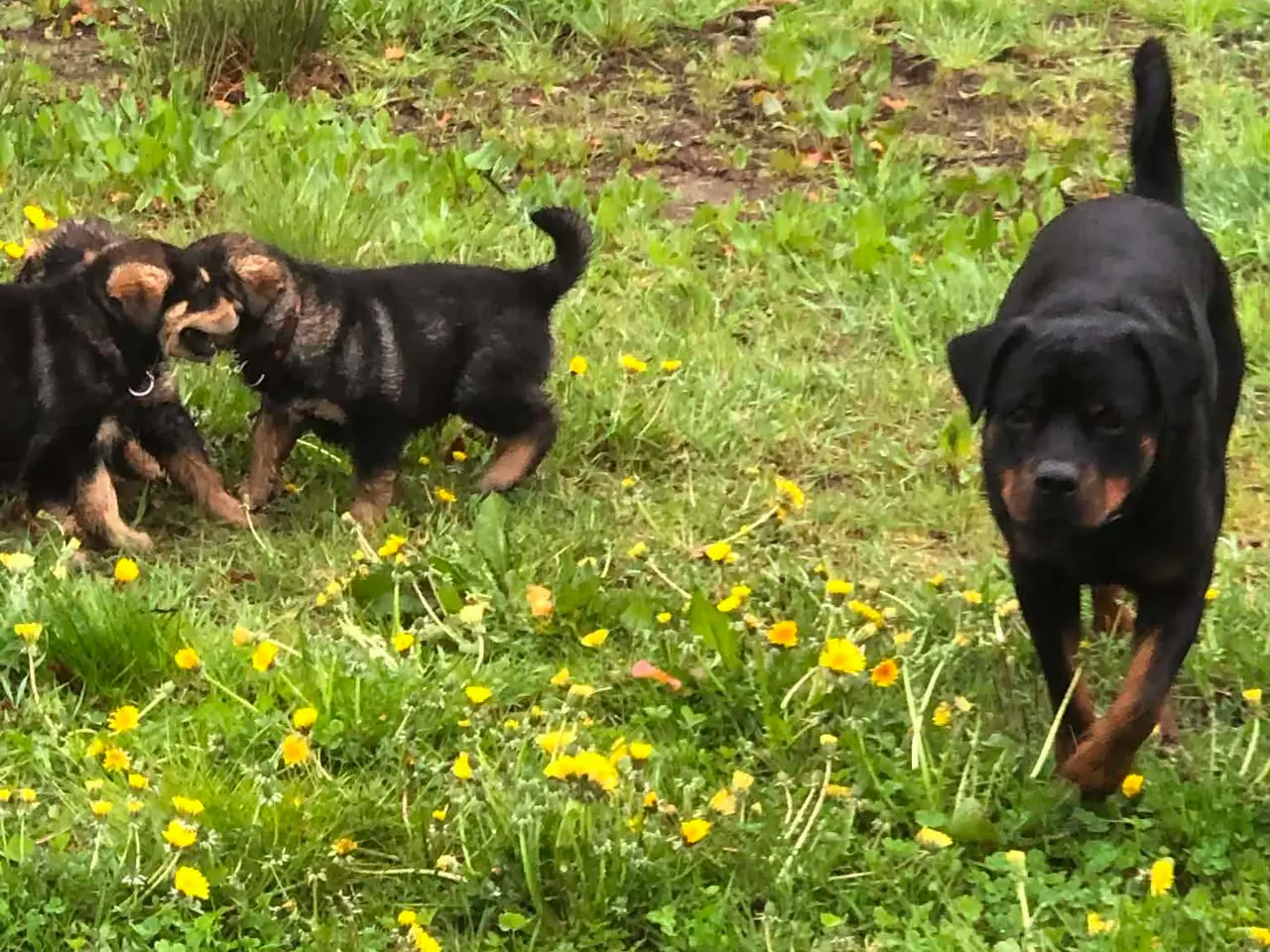 Billede 11 - ROTTWEILER/ALASKAN MALAMUT piger søger nye familie