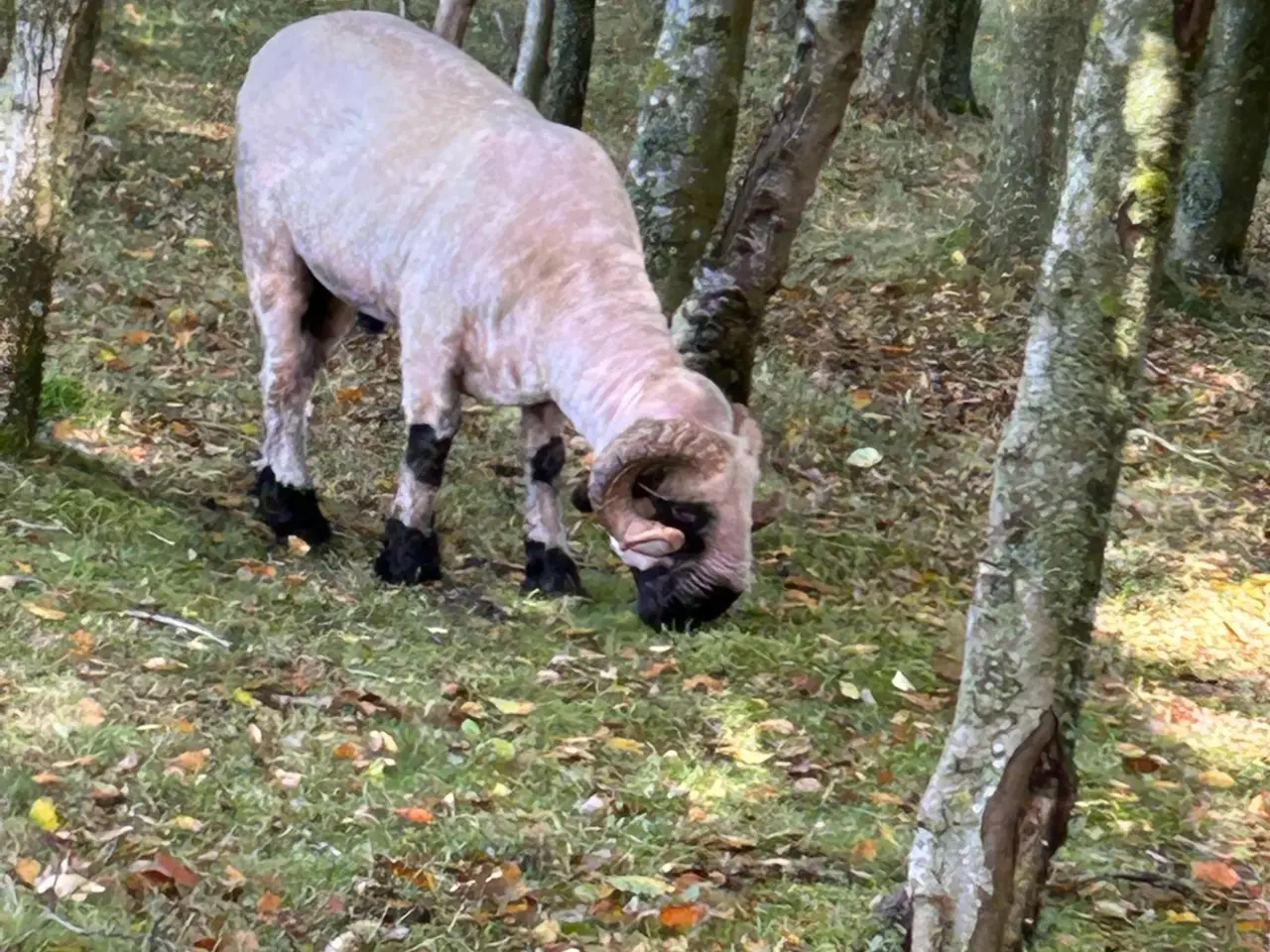 Billede 2 - Vallais Blacknose vædder