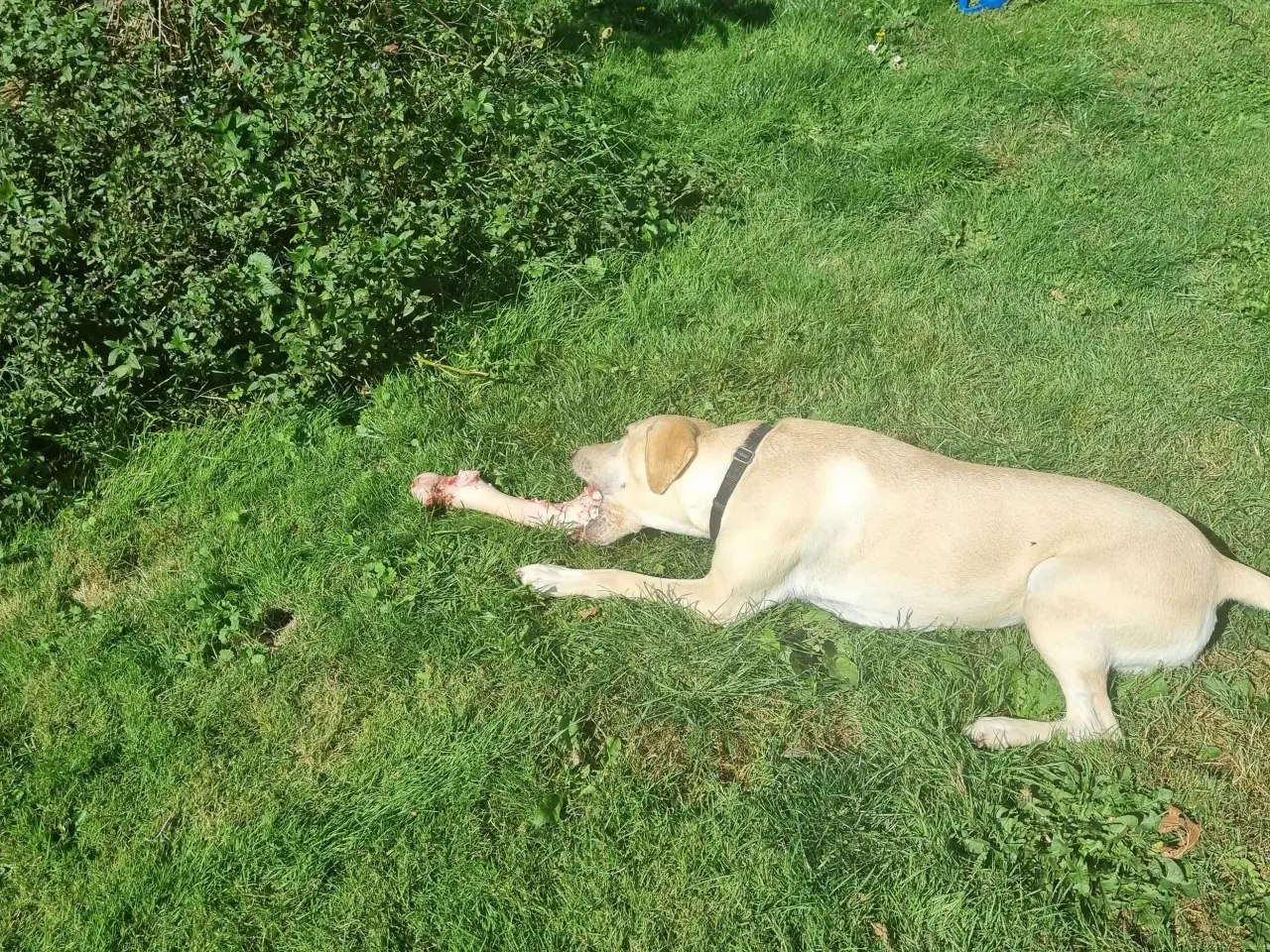 Billede 1 - Søger golden retriever til avl