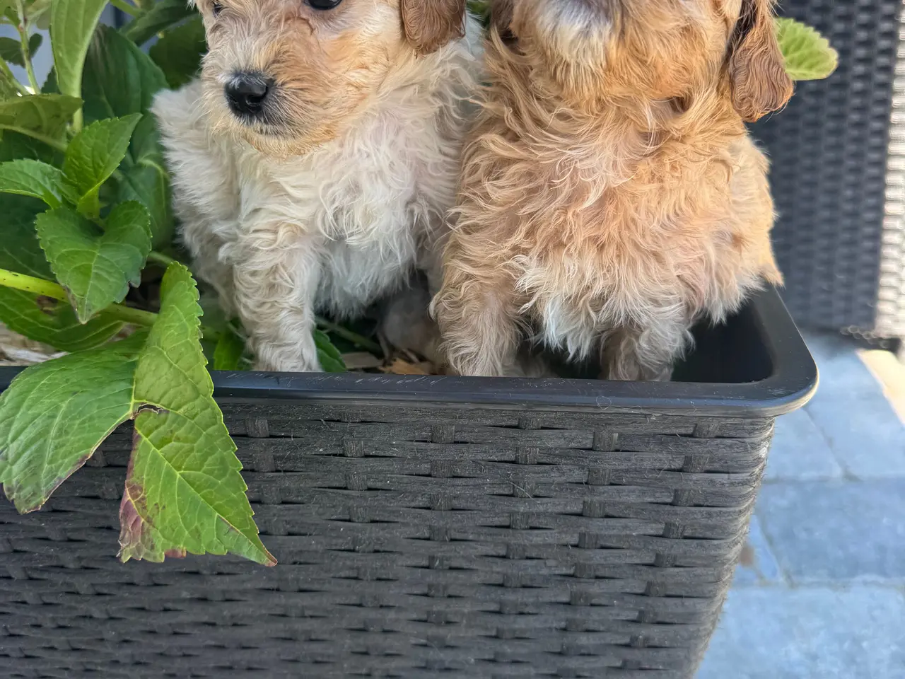 Billede 3 - 🐶Små Maltipoo hvalpe til salg🐶