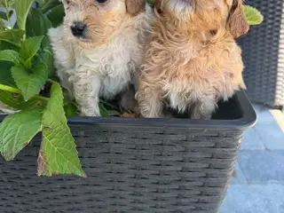 🐶Små Maltipoo hvalpe til salg🐶 - 3