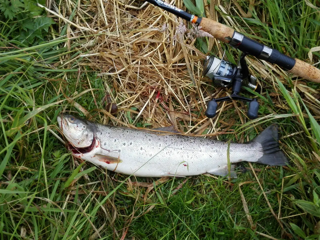Billede 1 - Fiskeblade diverse