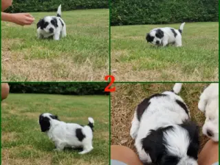 Boomer hvalpe kun 1 dreng tilbage