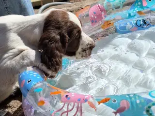 Engelsk Springer Spaniel hvalpe sælges