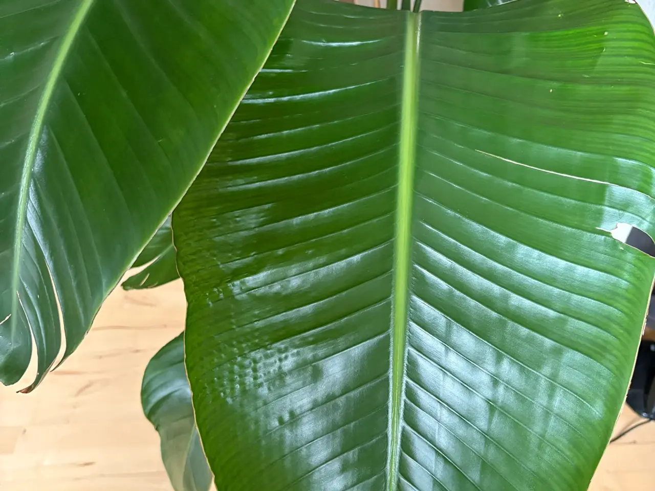 Billede 3 - Strelitzia paradisfugl