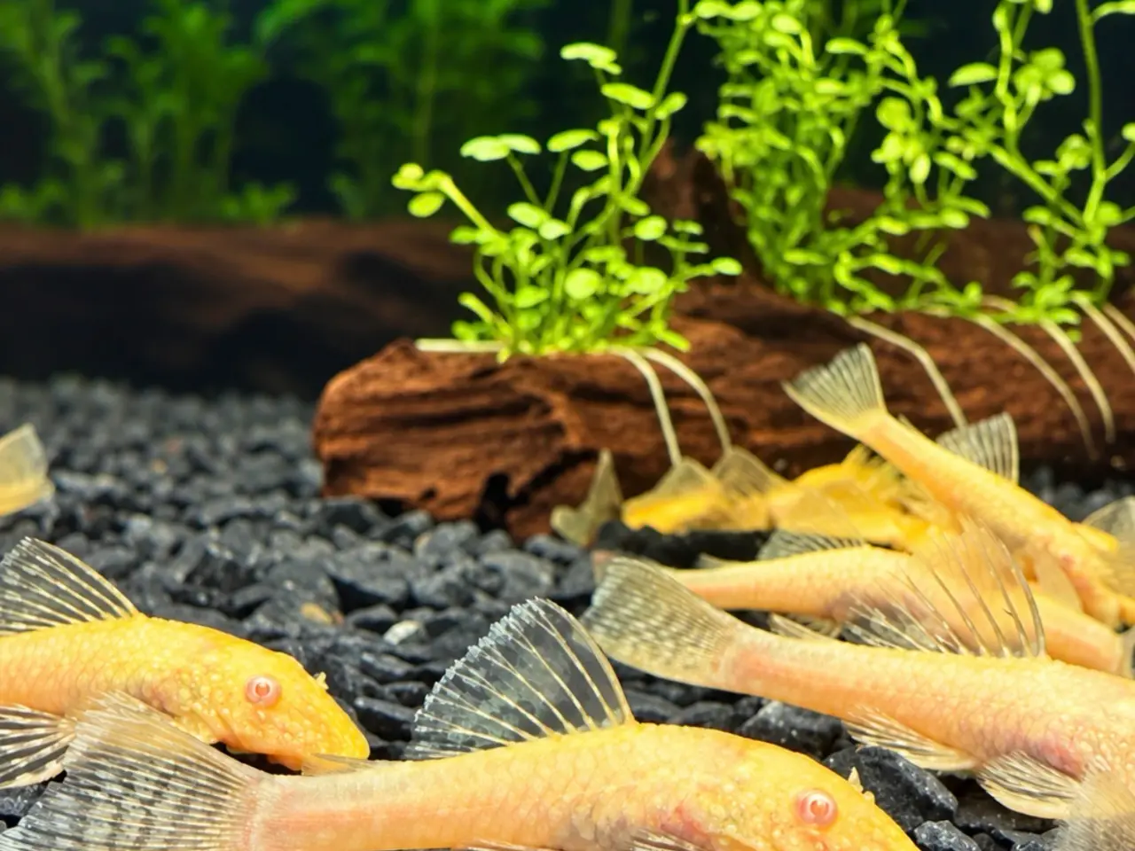 Billede 3 - Ancistrus Albino Kortfin