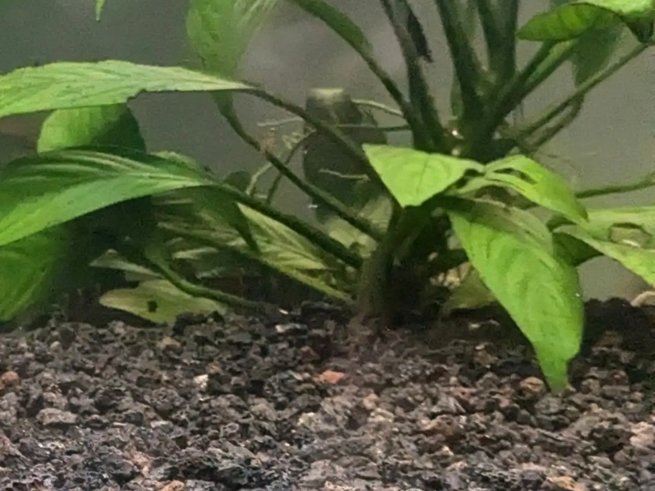 Billede 7 - AF- Lava Soil akvarie bundlag.