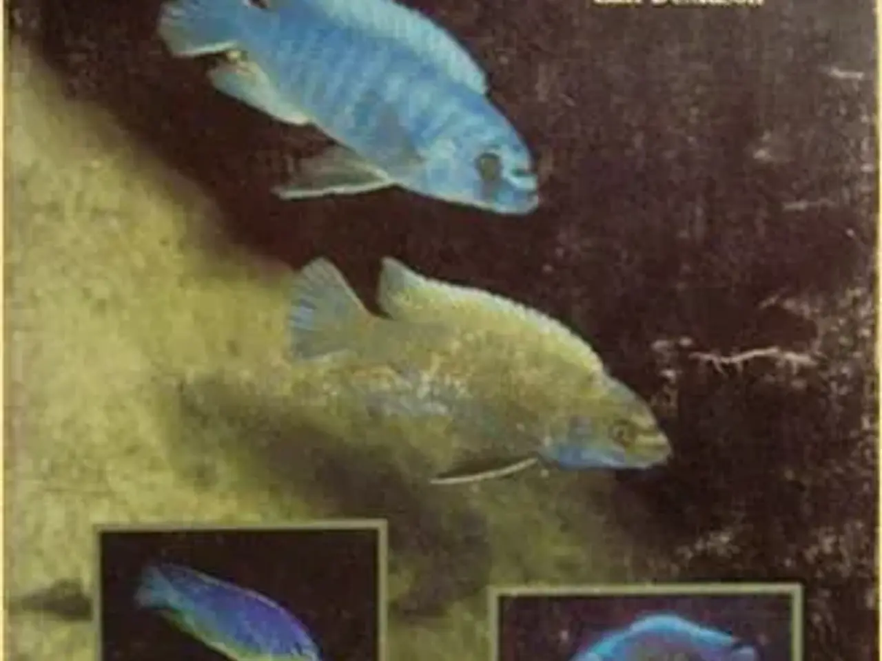 Billede 5 - Malawi Cichlids bøger, tysk - engelsk