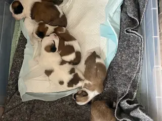 Lhasa Apso/ Coton de tulear hvalpe
