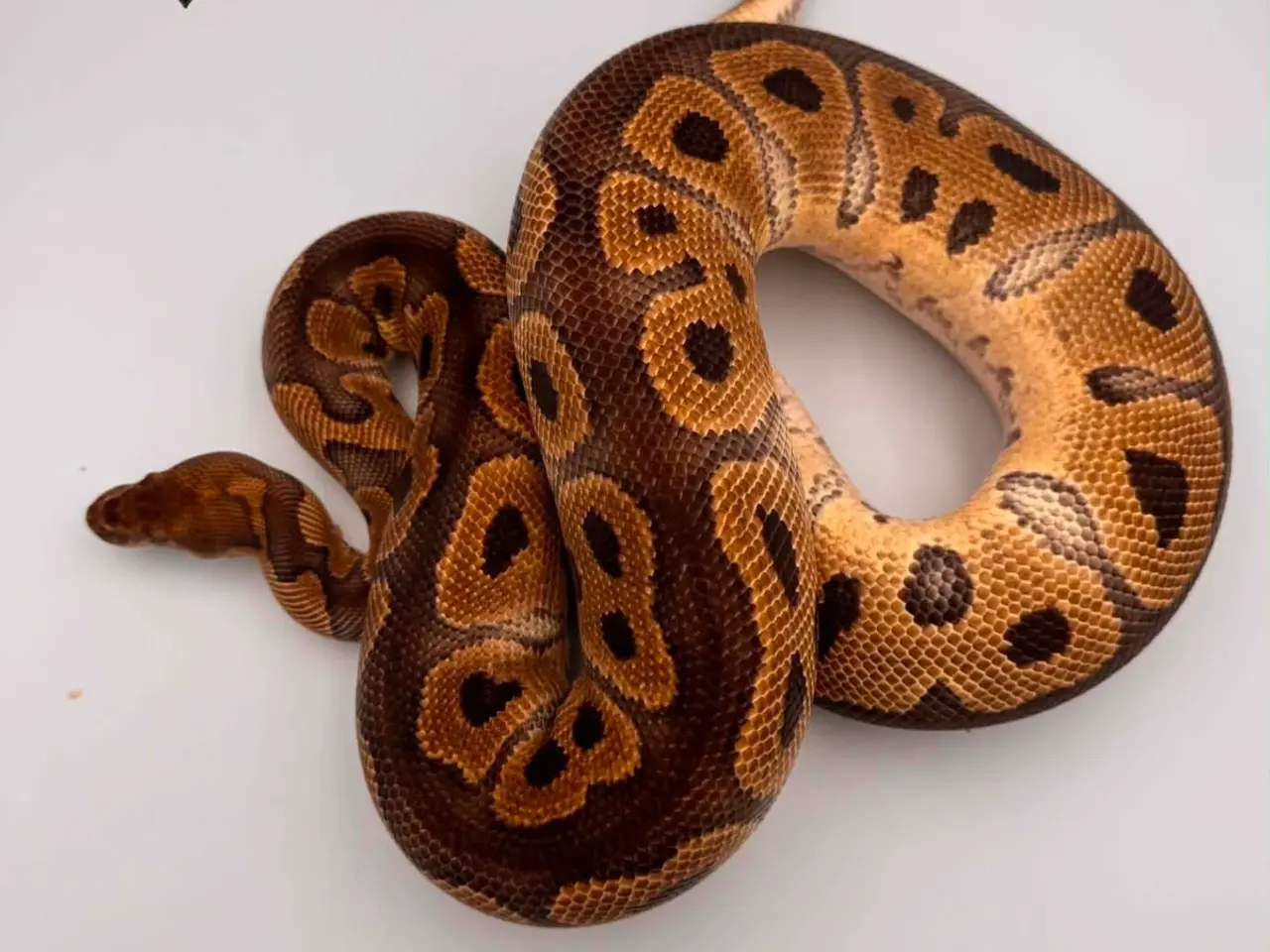 Billede 19 - Konge python