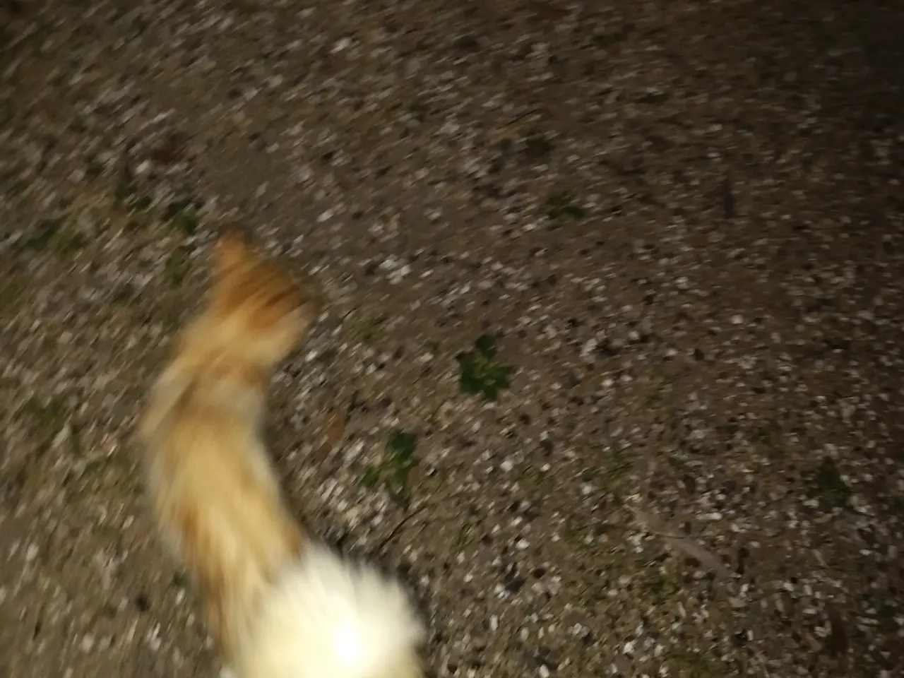 Billede 12 - Main Coon blanding