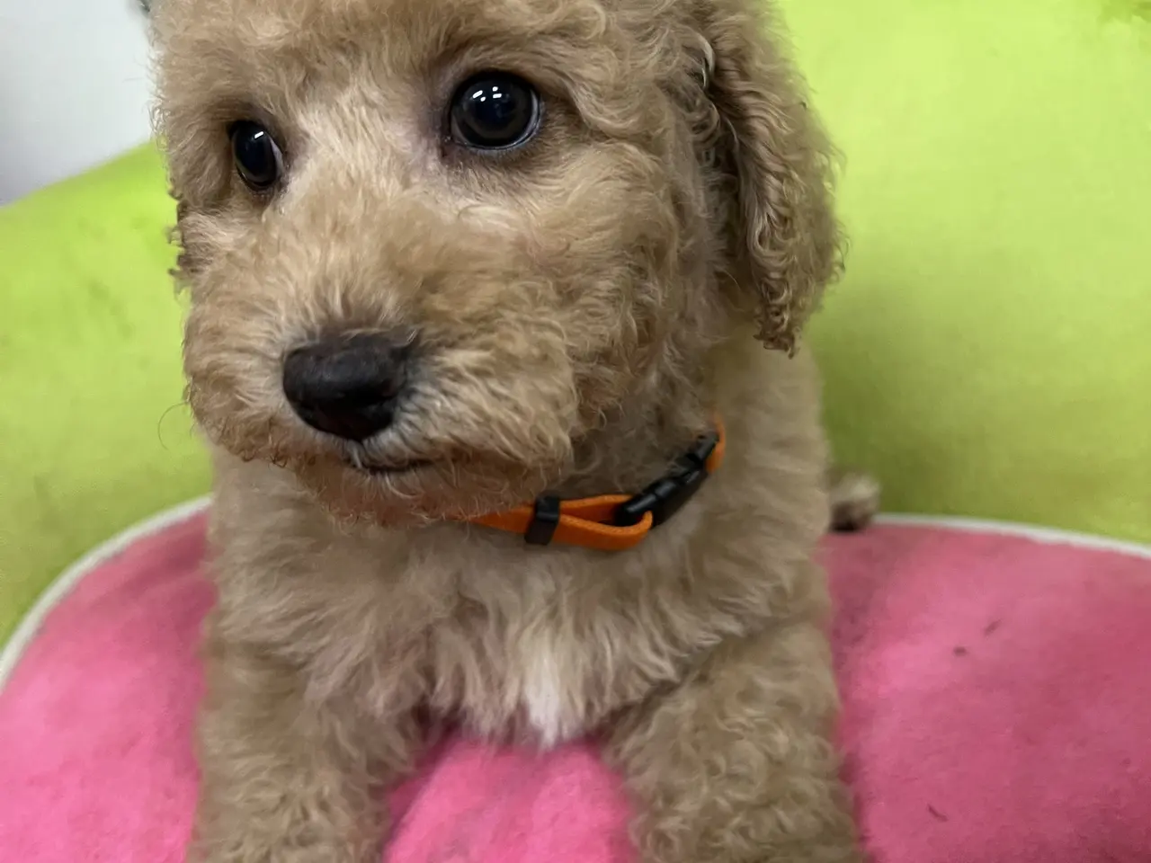 Billede 7 - Smukke mini Labradoodle ❤️🐾